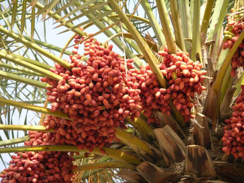 Muscat 03 Mutrah 04 Dates Dates have been a staple food of the Middle East for thousands of years.